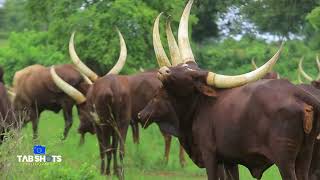 ANKOLE LONG HORNED CATTLE [upl. by Anav]