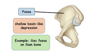 Fossa bonemarking anatomy [upl. by Jennings]