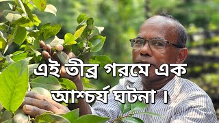 এই তীব্র গরমে এক আশ্চর্য ঘটনা  আপনাদের সবার সাথে একটু শেয়ার করলাম । [upl. by Sublett]