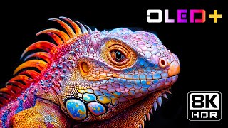 BEST OLED TEST  Exquisite Landscape in 8K HDR  Dolby Vision™ [upl. by Godfree452]