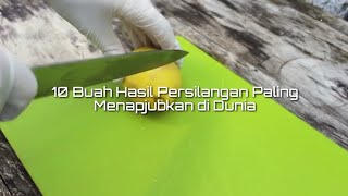 10 Buah Hasil Persilangan Paling Menapjubkan di DuniaU [upl. by Urien884]