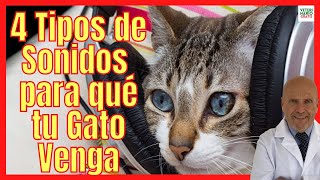 📣 4 TIPOS DE SONIDOS DE GATOS MAULLANDO 📣 PARA QUE TU GATO VENGA 📣 SONIDOS PARA ATRAER GATOS RÁPIDO [upl. by Wallach385]