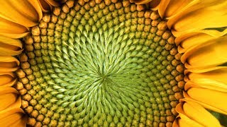 The MindBlowing Mathematics of Sunflowers  Instant Egghead 59 [upl. by Anyel106]