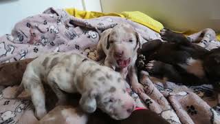 Mastitis again 2 week old puppies [upl. by Nowujalo352]