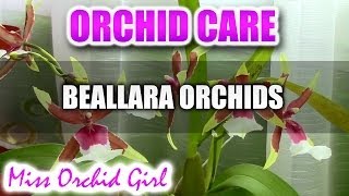 Orchid care  How to care for Beallara Aliceara Orchids  watering fertilizing reblooming [upl. by Delbert]