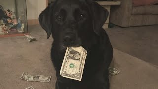 MoneyLoving Dog Steals Cash from Owners Purse To Trade for Tasty Treats [upl. by Dodwell829]