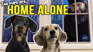 Ep13 The Dogs are HOME ALONE  then Puppy Burglar Arrives 😲 [upl. by Arytas]