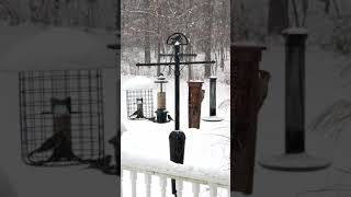 Peaceful winter bird feeder in the snow [upl. by Surat170]