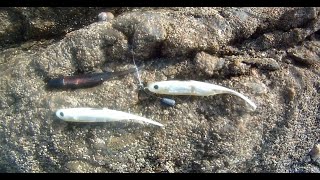 Shore Fishing  Weedless Lure Fishing for Sea Bass [upl. by Nedearb]