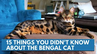 15 things you didnt know about the Bengal cat [upl. by Budwig496]