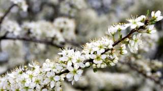 Biancospino proprietà benefiche usi e controindicazioni [upl. by Paine]