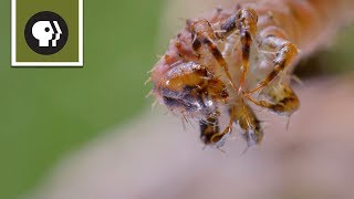 How Carnivorous Caterpillars Attack Their Prey [upl. by Yzeerb]