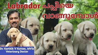 Labrador puppy malayalamLabrador KeralaDog Breeding [upl. by Thema]