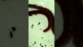 Nereis  Aquatic worm of Phylum Annelida Dioecious [upl. by Oiramd]