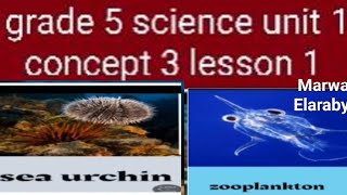 grade 5 science unit 1 concept 3 lesson 1 marine food web Marwa Elaraby [upl. by Carlie]