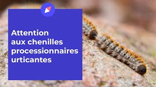 Attention aux chenilles processionnaires urticantes [upl. by Aikenahs]