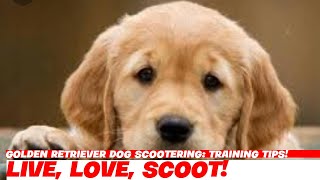 Golden Retriever Dog Scootering Training Tips [upl. by Gayla]