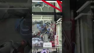 202263 ヨドバシアキバにガンダム・エアリアルのブースを発見！ shorts ガンダム gundam 秋葉原 ＃フィギュア [upl. by Yevi359]