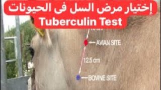 إختبار الجلد لمرض السل فى الحيوانات Tuberculin Skin Test in Animals [upl. by Lohrman41]