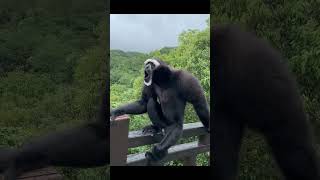 Sound of a Howler monkey [upl. by Aneekan922]