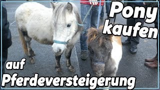 Pony kauf  auf der Pferdeversteigerung [upl. by Attey]