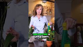 The Ultimate Guide to Orchid Care Easy Tips for Thriving Plants shorts plants flowers [upl. by Fonsie]