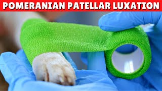 Pomeranian Patella Luxation  Cause Treatment And More [upl. by Eclud]