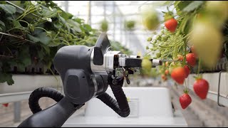 Strawberry Harvesting Robot BERRY [upl. by Hares]