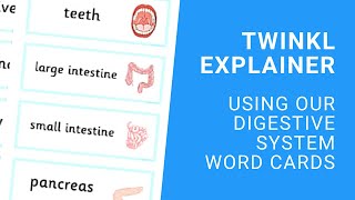 Using Word Cards to Learn about the Digestive System  Twinkl Parents [upl. by Lanuk]