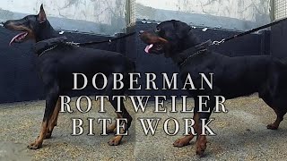 Doberman Rottweiler Bite Work [upl. by Oos]