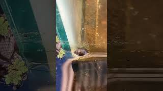 Baby snails in my 150 gallon DIY pond 😎 [upl. by Marybelle181]