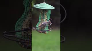 Two Brownheaded Nuthatches work for their meal birdwatching backyardbirds nature wildlife [upl. by Utta]