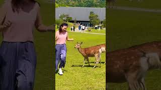 Nara Park Japan🦌🇯🇵4K [upl. by Meelas762]