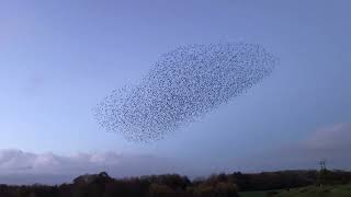 Murmuration of starlings Worcester [upl. by Ariuqahs]