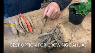 Dahlias Seeds cuttings tubers Whats the difference [upl. by Hasina]