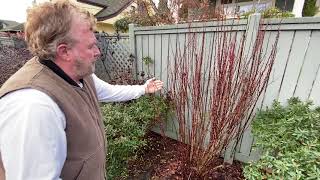 How to Prune Barberry Trees  Seattle Arborist Chip Kennaugh [upl. by Eugenius402]