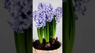 HYACINTH A breathtaking early spring bulb flower to plant in the fall for early spring pollinators [upl. by Edualc]