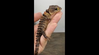 Red Eyed Crocodile Skink VS White Eyed Crocodile Skink Which is your Favourite shorts [upl. by Gary]