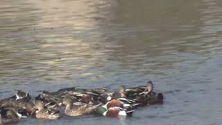 vortex feeding shovelers 11 19 24 movie [upl. by Bedell]