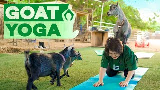 Goat Yoga 🐐 Hilarious Experience  One World in Hawaii [upl. by Nais]