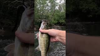 Little Shoal Bass bassfishing kayakfishing kayakbassfishing [upl. by Resay336]