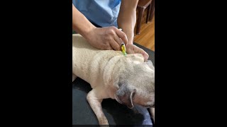 tick bone diseases case on pug part 2 [upl. by Nnaeel]