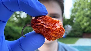 Eating a Ghost Pepper for 1000000 subscribers [upl. by Amory]