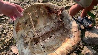 We Found a Snapping Turtle Shell and Skeleton [upl. by Ita]