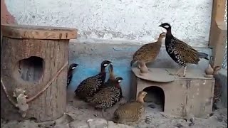 Black Francolin voice 3 Francolin calling his mate توراش فرانكولين الغناء [upl. by Nilla]