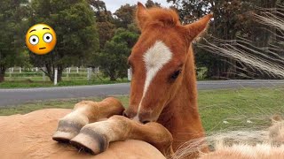 Best funniest horses of the week  Funny And Cute horses Video Compilation 2024 🐴19 [upl. by Eimrots346]