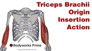 Triceps Brachii Anatomy Origin Insertion amp Action [upl. by Remot843]