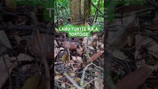 I Like Turtles 🐢 bukittimahnaturereserve [upl. by Jacoba]