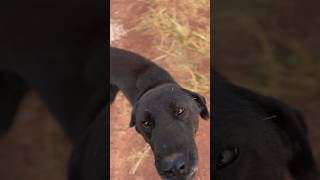 dog blackdog labrador black dog [upl. by Connors]