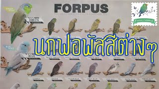 🦜ForpusCuteBird • Lesson 2 เจ้านกแก้วฟอพัสสีต่างๆ เครดิตพี่บังเอก Facebook Forpus Mee Story [upl. by Catha]